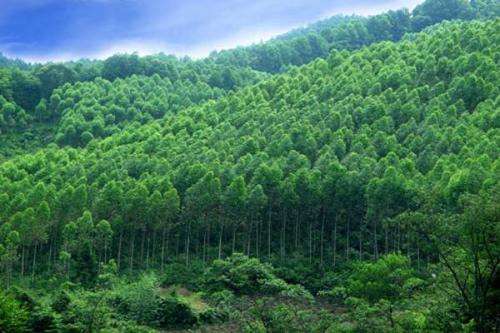 完善碳排放交易法规　健全林业生态补偿制度