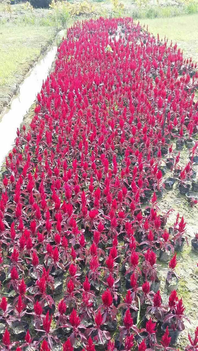 苏州办公室花卉租赁需要考虑的因素